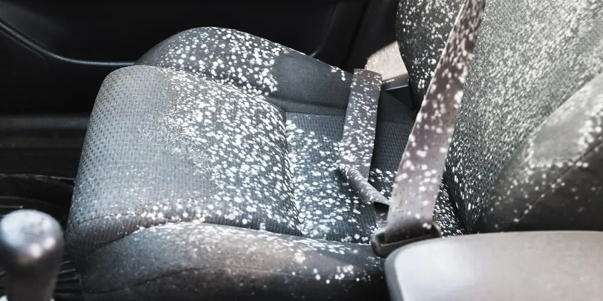 moisissure dans la voiture